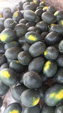 તરબૂચ દેવાના છે