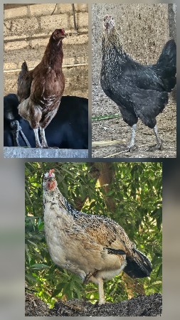 દેશી મોટી હાઈટ વાળી કુકડીયું