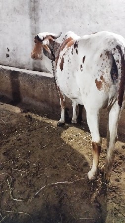 ગાય વેચવાની છે