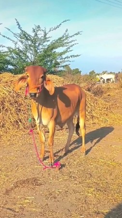 थंबनेल 2