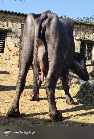 ભેંસ વેચવાની છે