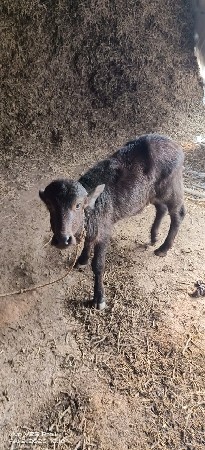 थंबनेल 3