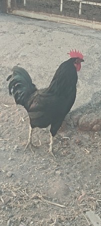 थंबनेल 3