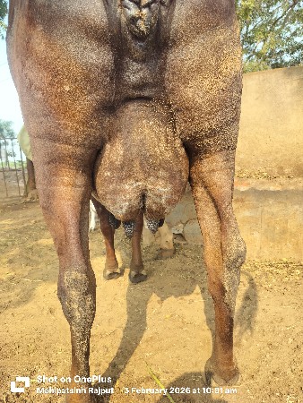 ગાય સાવ સોજી કિંમત,38000