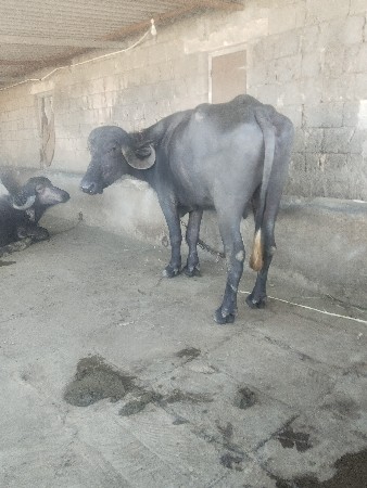 ખળેલી વેચવાની છે