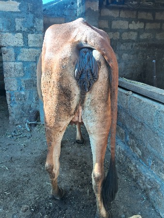 હોડકીવેશવાનીછે