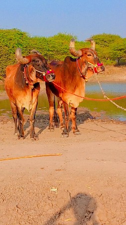 હું જવાબદારી વેચવાના છે ફુલ જવાબ
