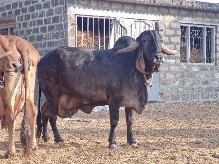 ગીર ગાય વેંચવાની છે