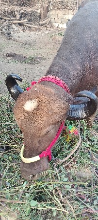 ખળેલી વેચવાની છે