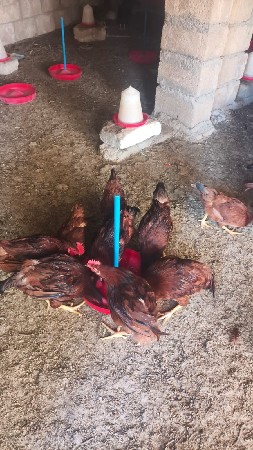 થંબનેલ 2