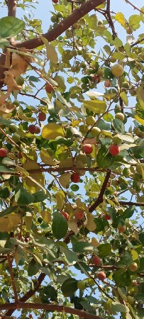 આ બોરડી ના બોર ઉઘડા દેવાના છે