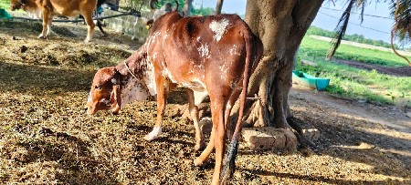 ગાય વેચવાની છે