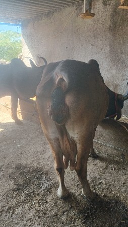 થંબનેલ 3