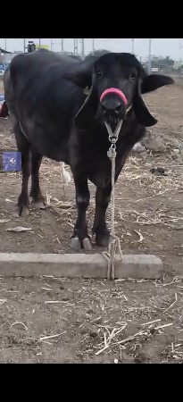 ભેંસ વેચવાની છે