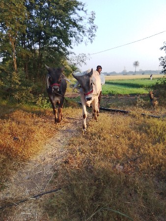 ગોડલા વેચવાના છે સાટા કરવાના છે