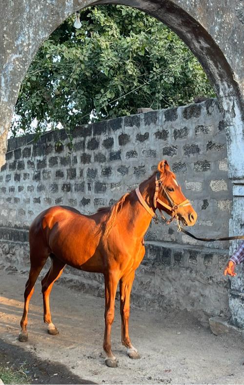 થંબનેલ 3