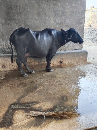 થંબનેલ 2