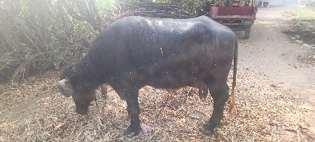 થંબનેલ 2