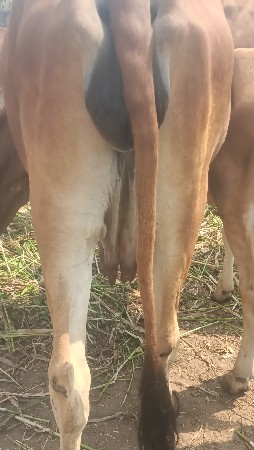 gay pchr Desi soji javb dari vari