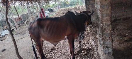 હોડકી વેચવાની છે