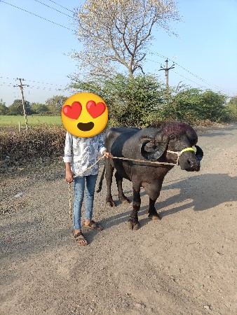 थंबनेल 2