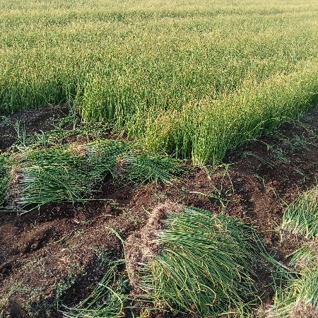 ડુંગળીનો રોપ વેચવાનો છે