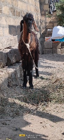 થંબનેલ 3