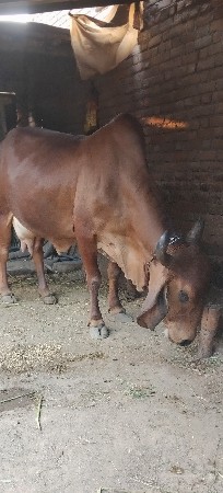 ગાય વેસવાનિ છે