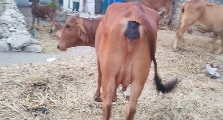 જરસી ગાઇ વેચવા ની સે