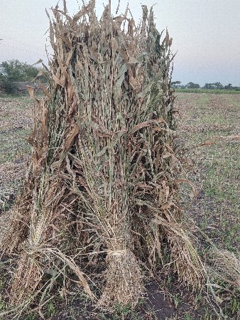 શારવેવાનીછે