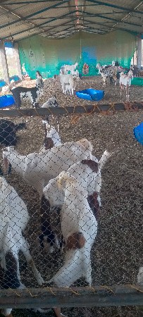 rajsthani bakra vechvana che