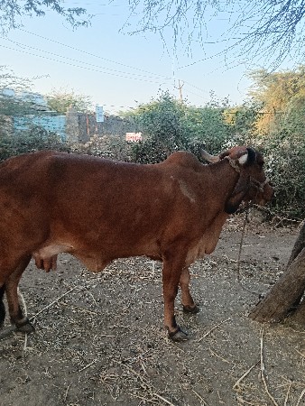 थंबनेल 2