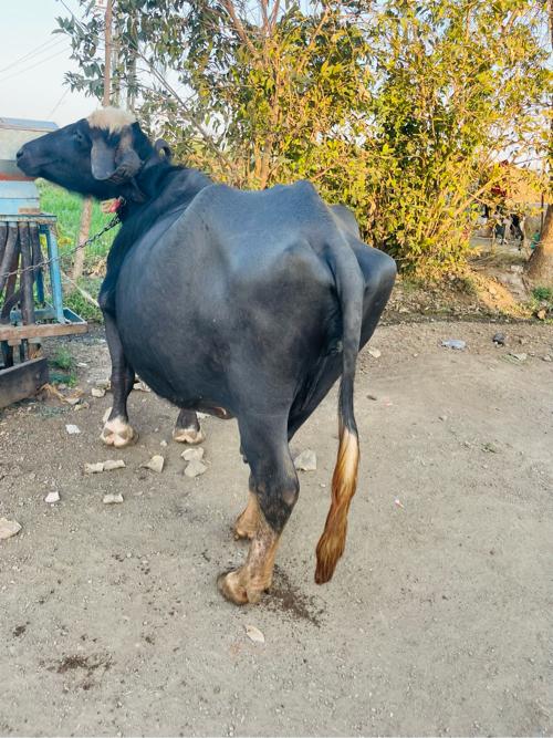 थंबनेल 3