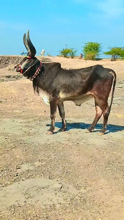 ચોથી ધર્મ