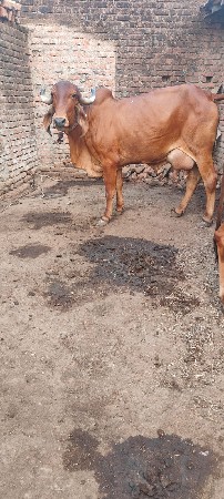 gir kundhi gay viyal vasrdi