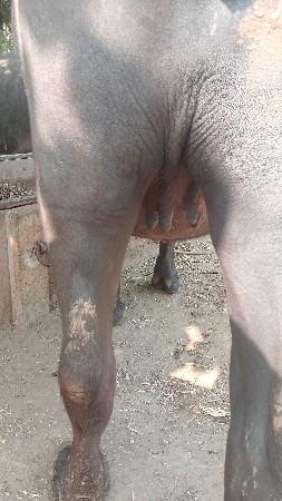 ખડેલી વેચવાની