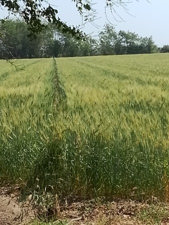 જમીન વેચવાની છે