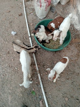 थंबनेल 3