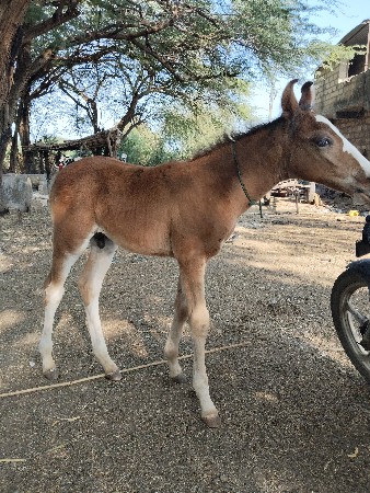 થંબનેલ 2