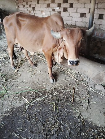 ગાય વેચવાની છે
