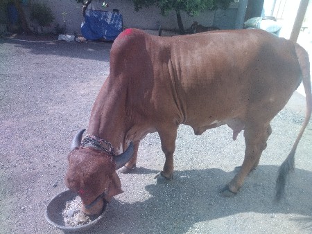 ગીર ગાય વેશવાની છે