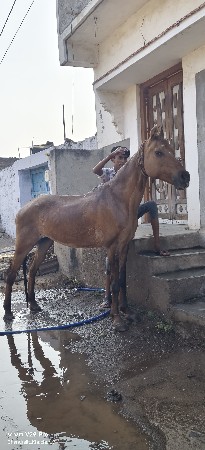 ઘોડી વેચવાની સે