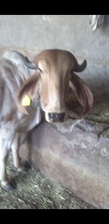 ઓડકી પેલુ વેતર