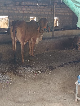 યોરીજલ ગીર હોરકિ વેચવાની સે