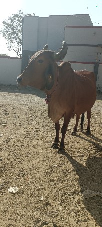 थंबनेल 2