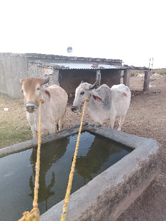 ગોઢલા વેચવાના છે