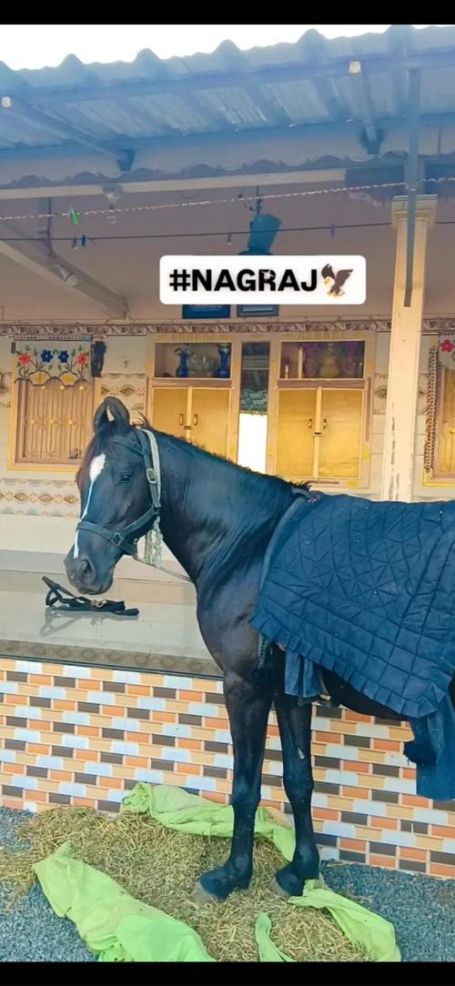 નાગરાજ ઘોડો