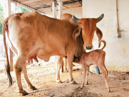 હોળકી વેચવાની છે