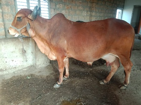 આ ગાય વેસવા ની છે