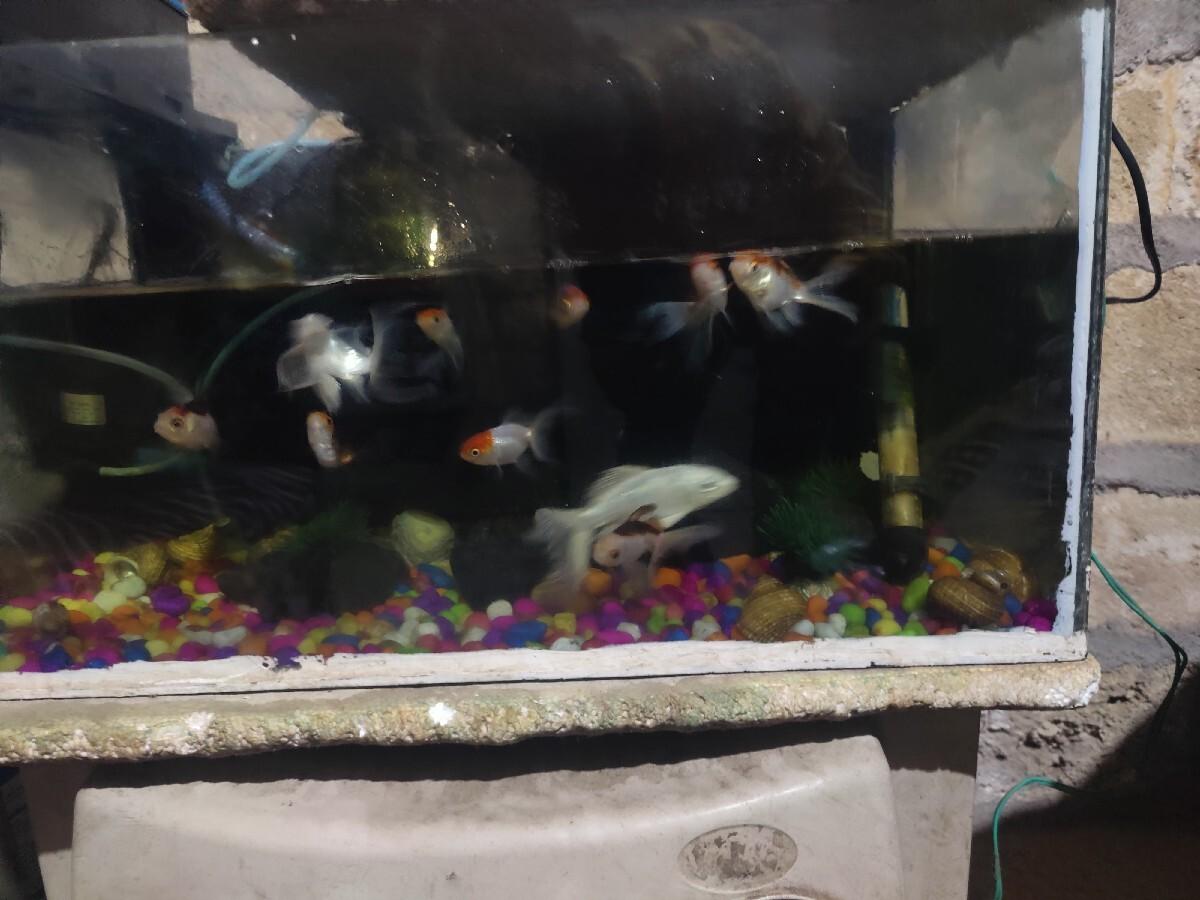 fish tank vesvanu   se
